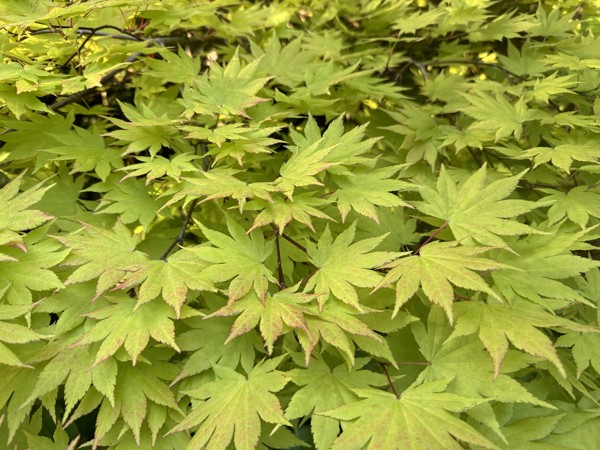 Photo from Eric Lind